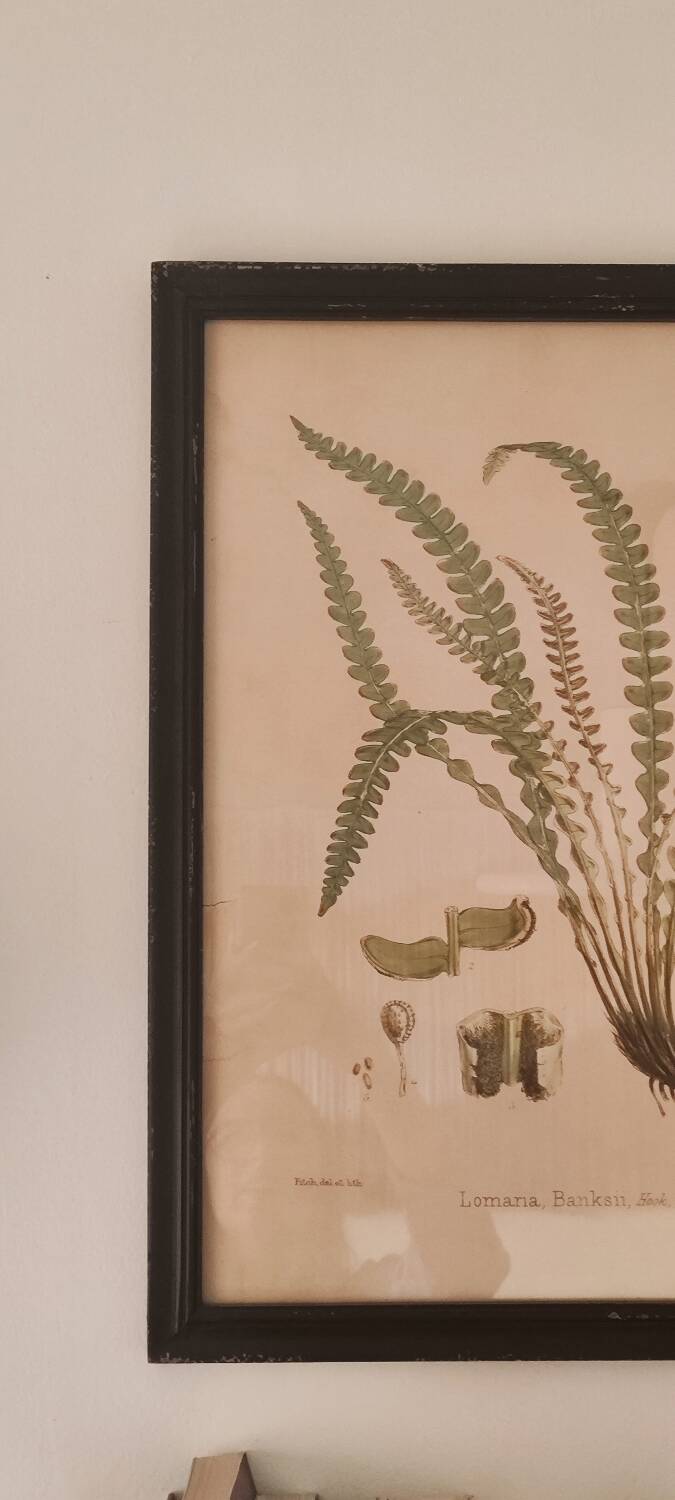 Framed herbarium illustration with a vintage effect.