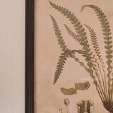 Framed herbarium illustration with a vintage effect.