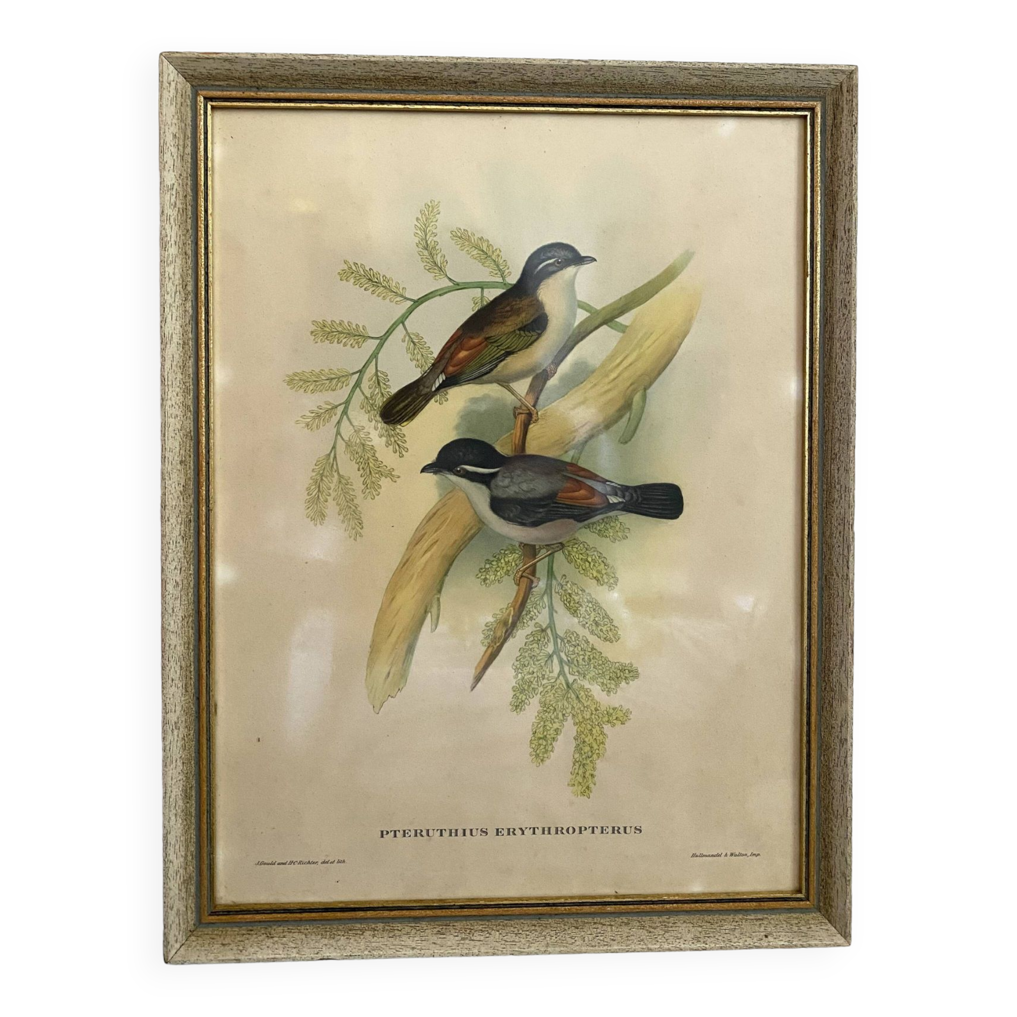 Framed botanical board birds 34X44