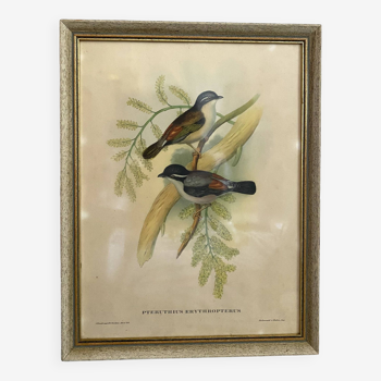 Framed botanical board birds 34X44