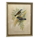 Framed botanical board birds 34X44