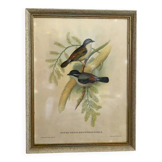 Framed botanical board birds 34X44