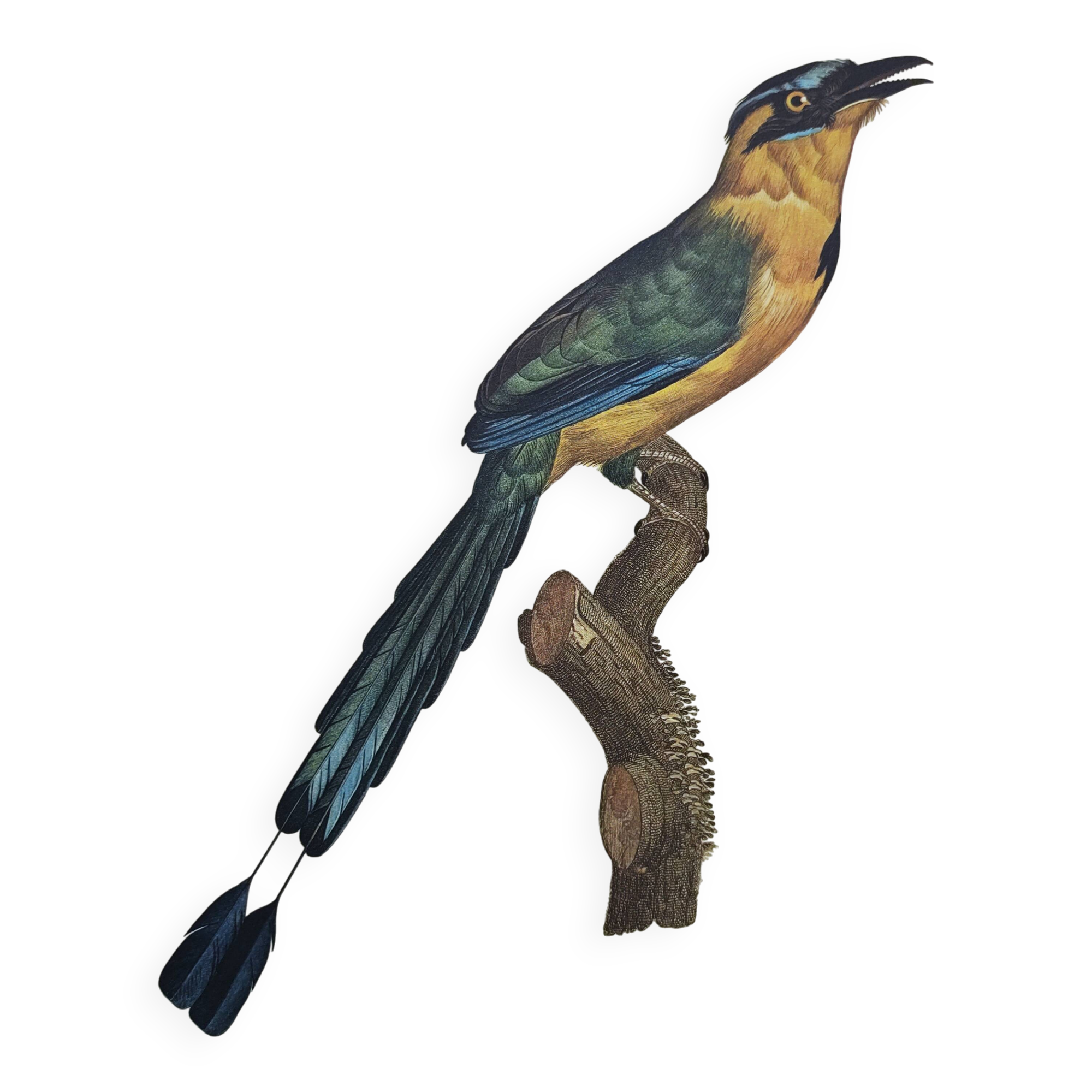 Old plate -Momot- Vintage ornithological illustration of birds