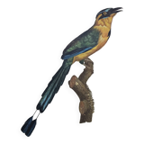 Old plate -Momot- Vintage ornithological illustration of birds