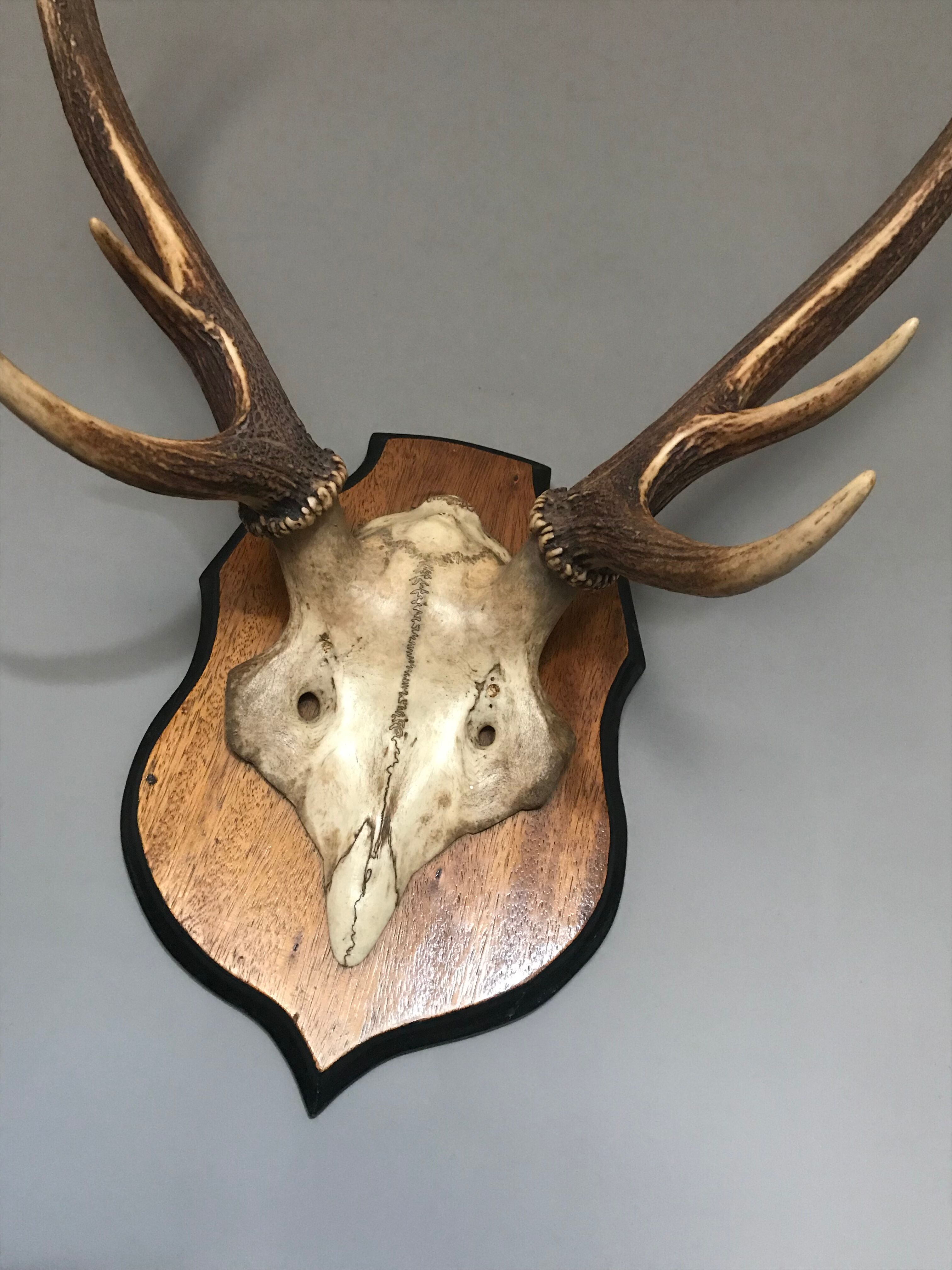 Massacre bois cerf vintage trophée chasse 6 cors