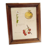 Botanical plate