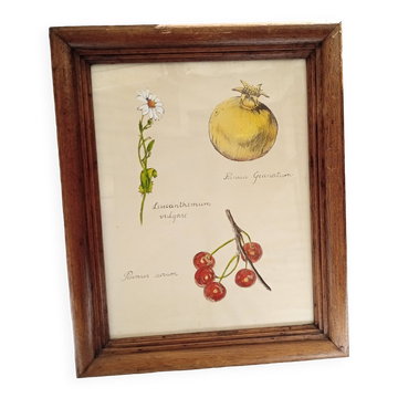 Botanical plate