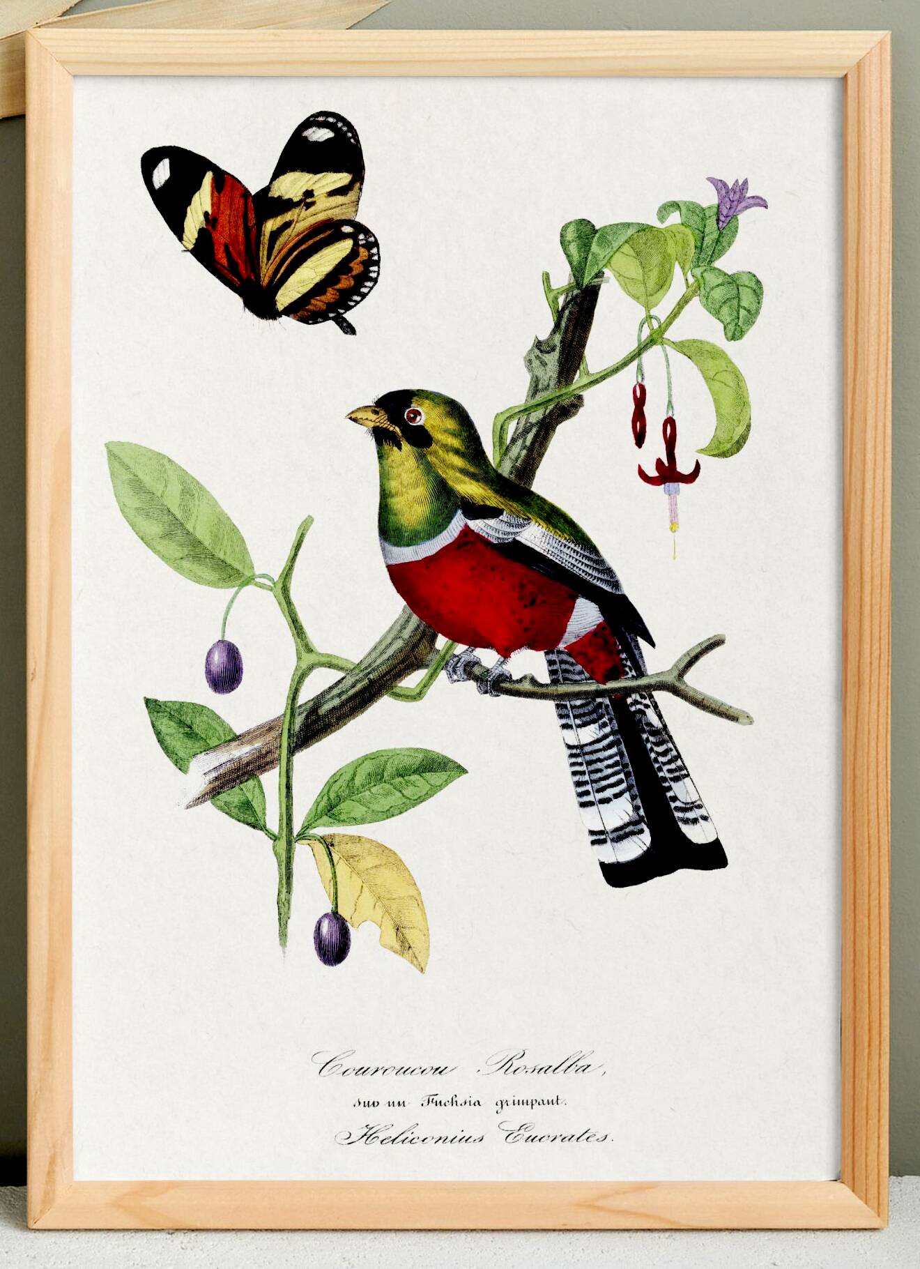 Poster of a crimson parrot (rosella crimsonis), after an old engraving