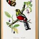 Poster of a crimson parrot (rosella crimsonis), after an old engraving