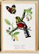 Poster of a crimson parrot (rosella crimsonis), after an old engraving