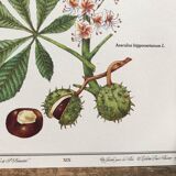 Botanical plank the Marronnier of India