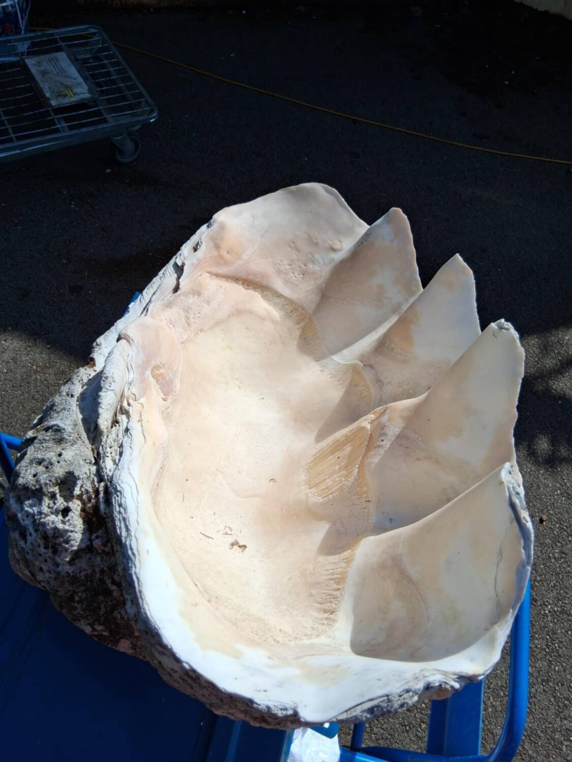 Tridacna shell (86 cm) – on base – rare and decorative