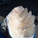 Tridacna shell (86 cm) – on base – rare and decorative