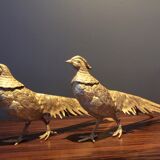Pair of golden pheasants