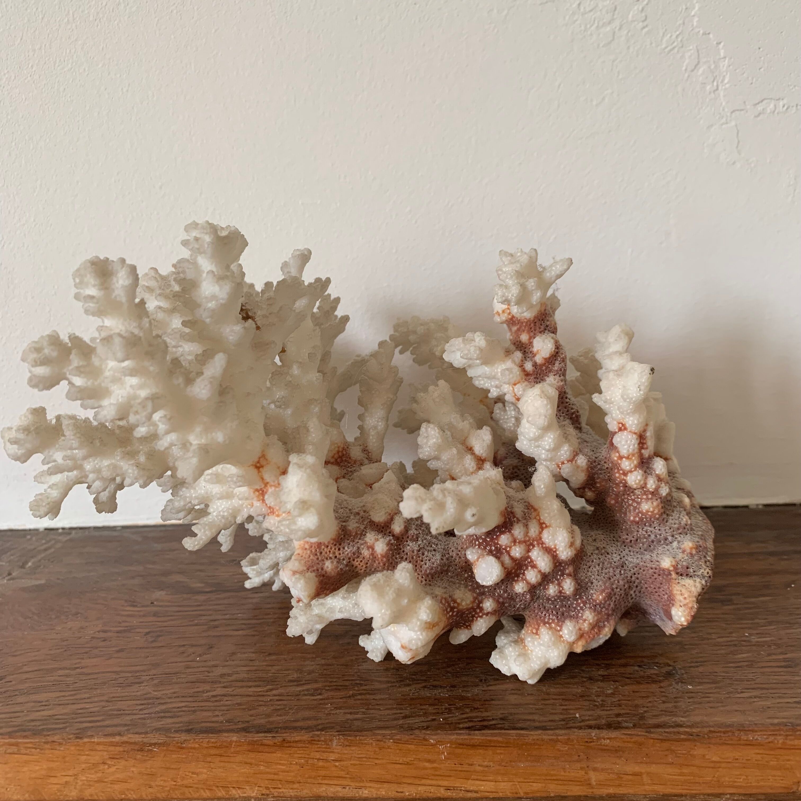 White coral and seahorse