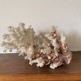 White coral and seahorse