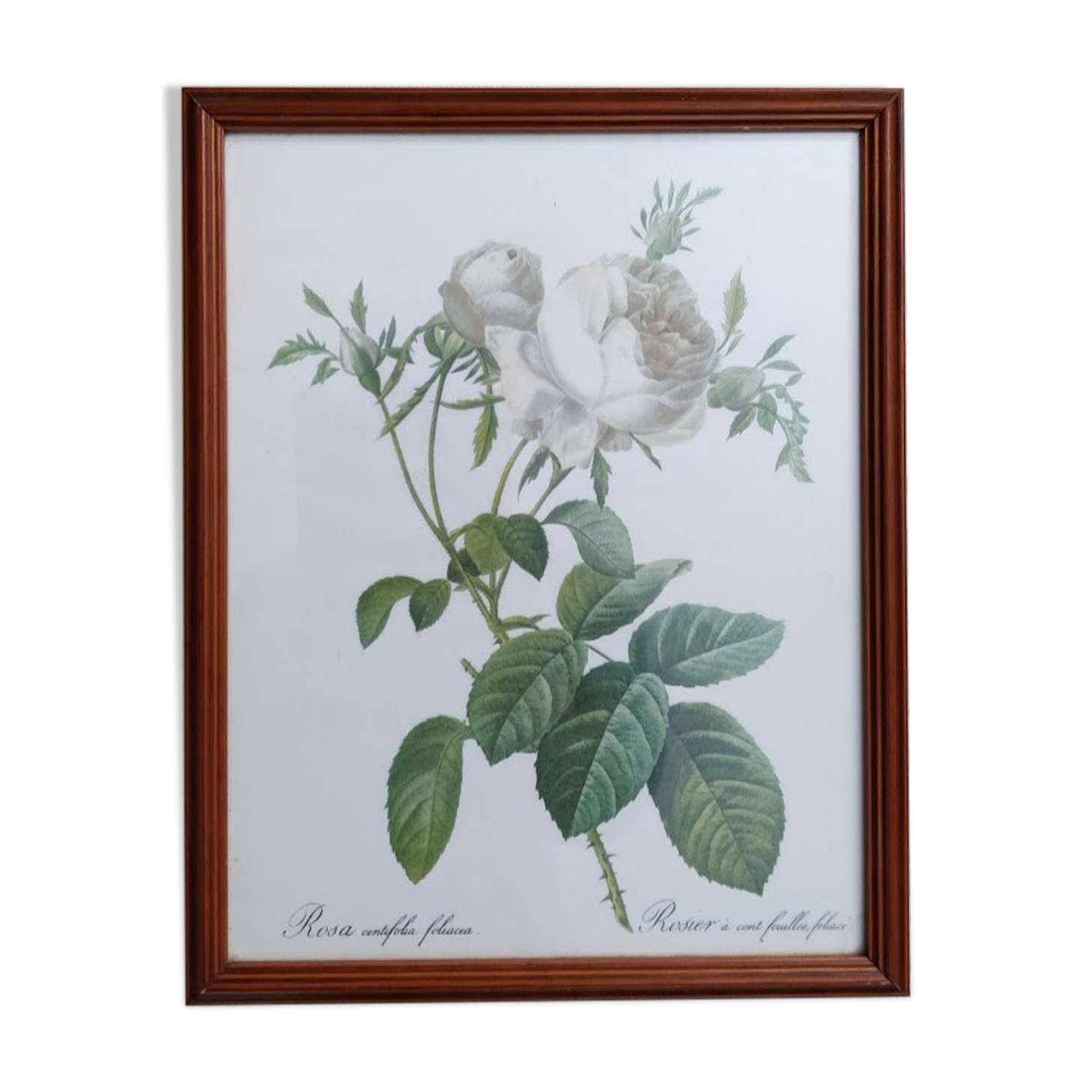 Dreaded Lithograph / Rosa centifolia foliacéa