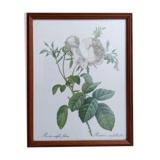 Lithographie Redouté