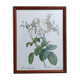 Dreaded Lithograph / Rosa centifolia foliacéa