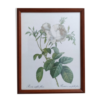 Dreaded Lithograph / Rosa centifolia foliacéa