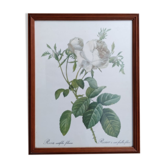 Lithographie Redouté