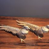 Pair of golden pheasants