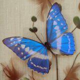 Butterfly taxidermy frame