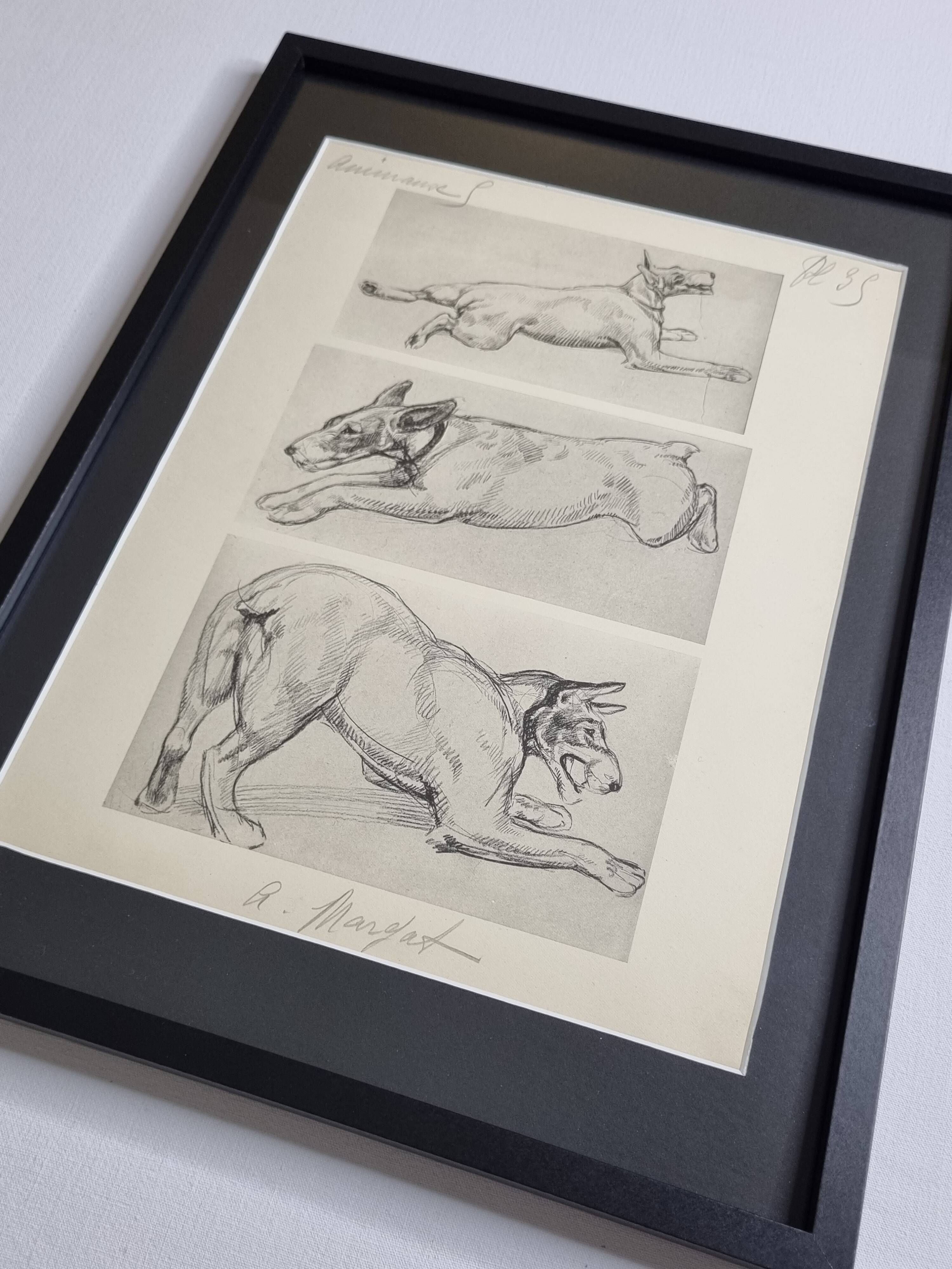 Illustrated plate, Studies of Terrier dogs, signed André Margat, 1930