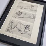 Illustrated plate, Studies of Terrier dogs, signed André Margat, 1930