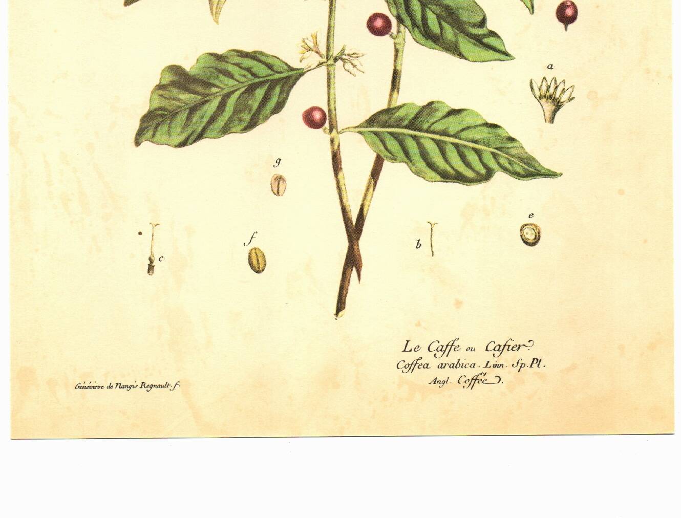 Vintage botanical illustration. Arabica coffee plant. Scientific plate. Coffee.