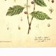 Vintage botanical illustration. Arabica coffee plant. Scientific plate. Coffee.