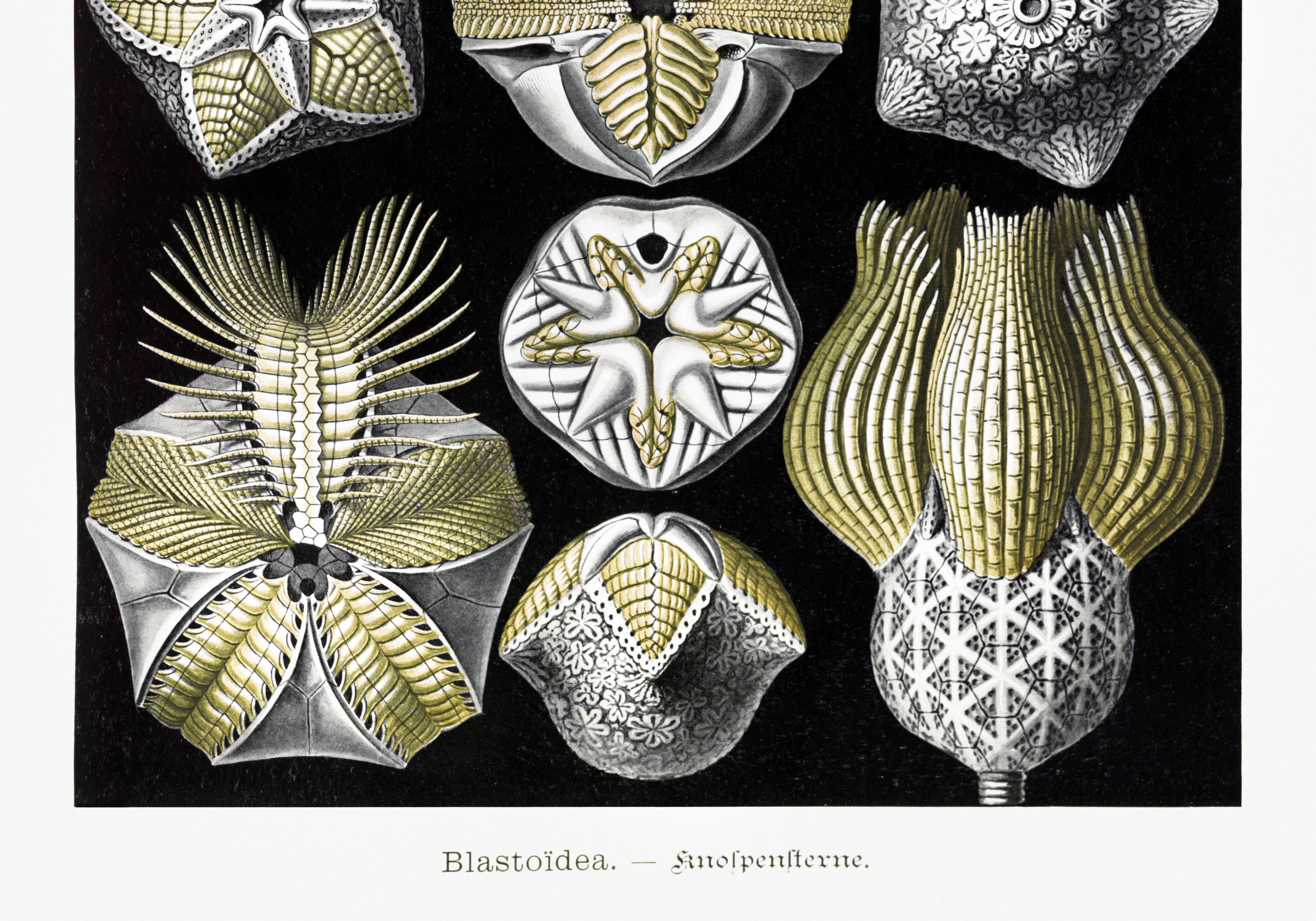 Poster about Blastoidea fossils, based on an old lithograph