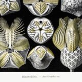 Poster about Blastoidea fossils, based on an old lithograph