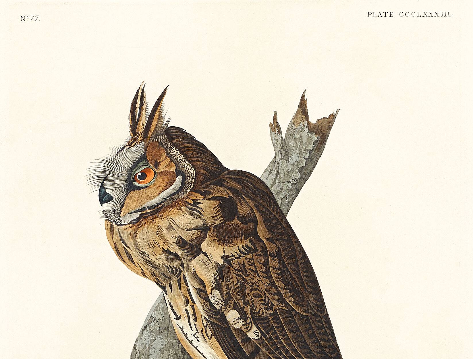 Poster about the Long-eared Owl, based on an old engraving from 1827.