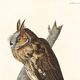 Poster about the Long-eared Owl, based on an old engraving from 1827.