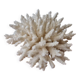 Large white coral