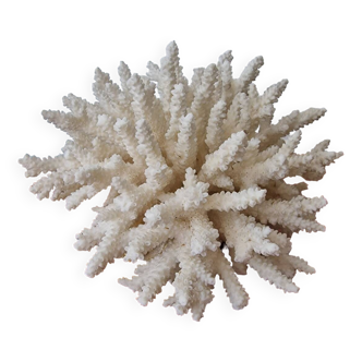 Large white coral