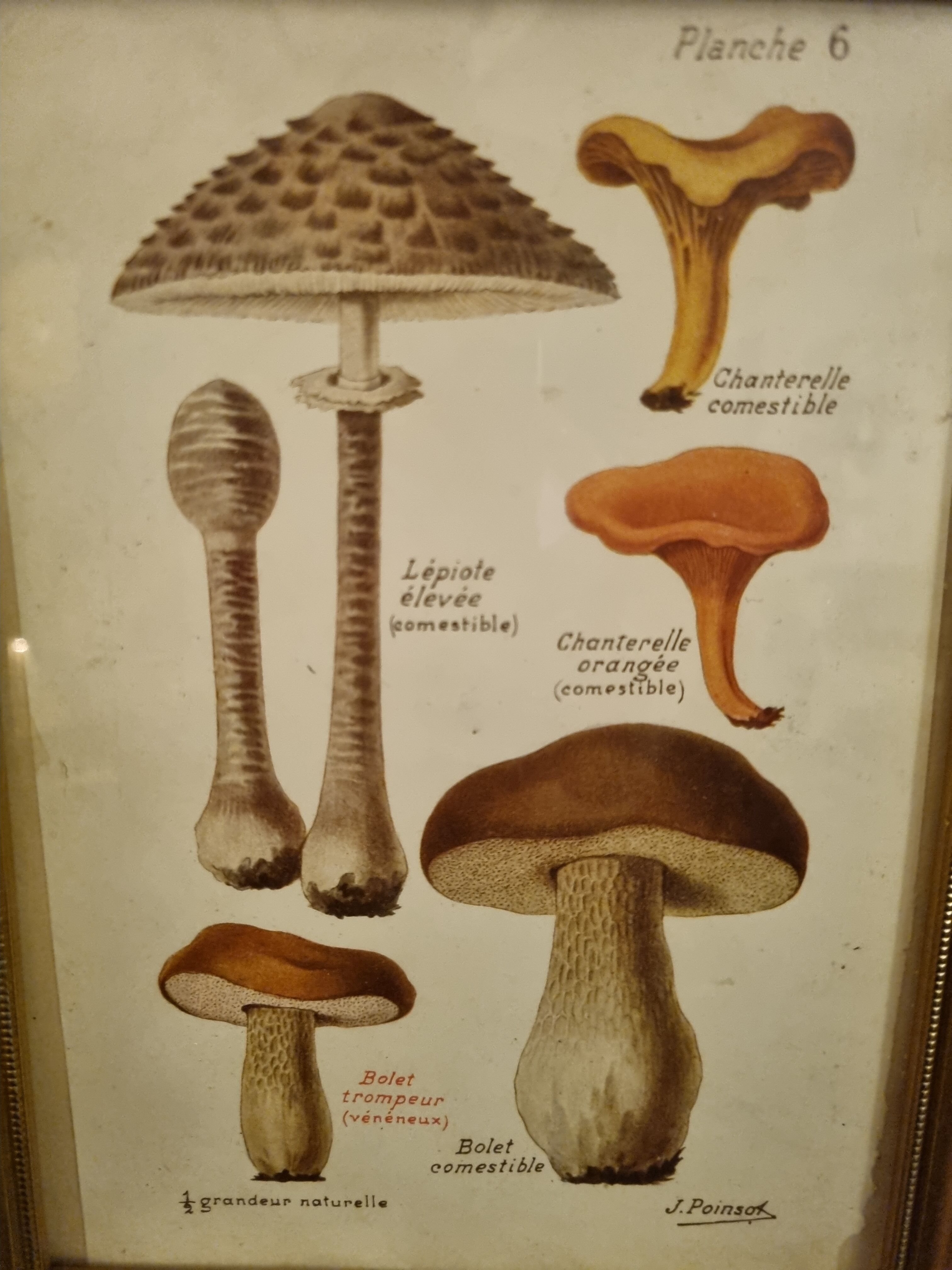 Antique engraving mushrooms