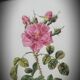 Frame lithograph rosier four seasons with variegated leaves
