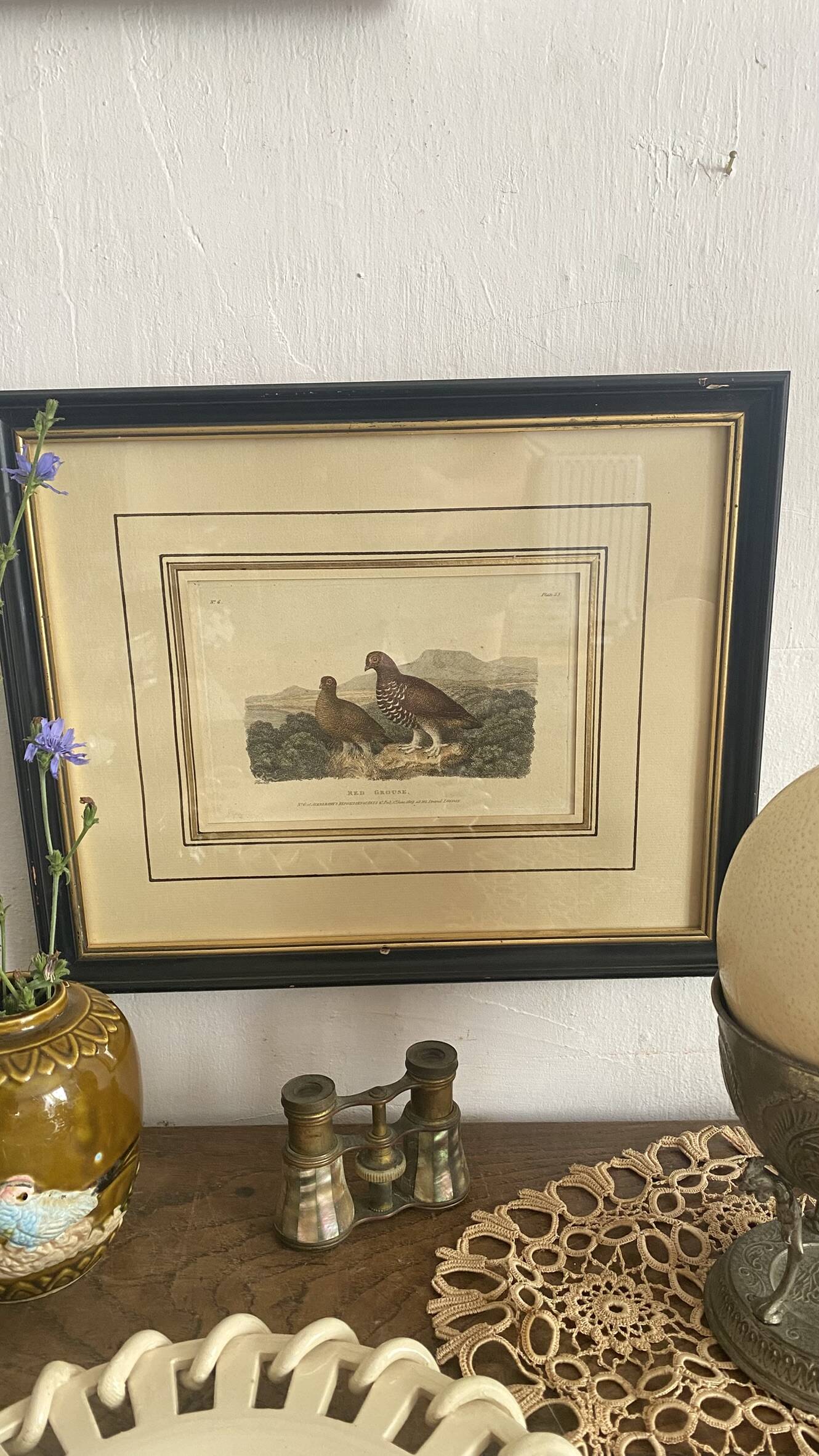 Old framed engraving of birds "red grouse"