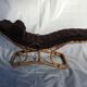 Chaise longue 1960