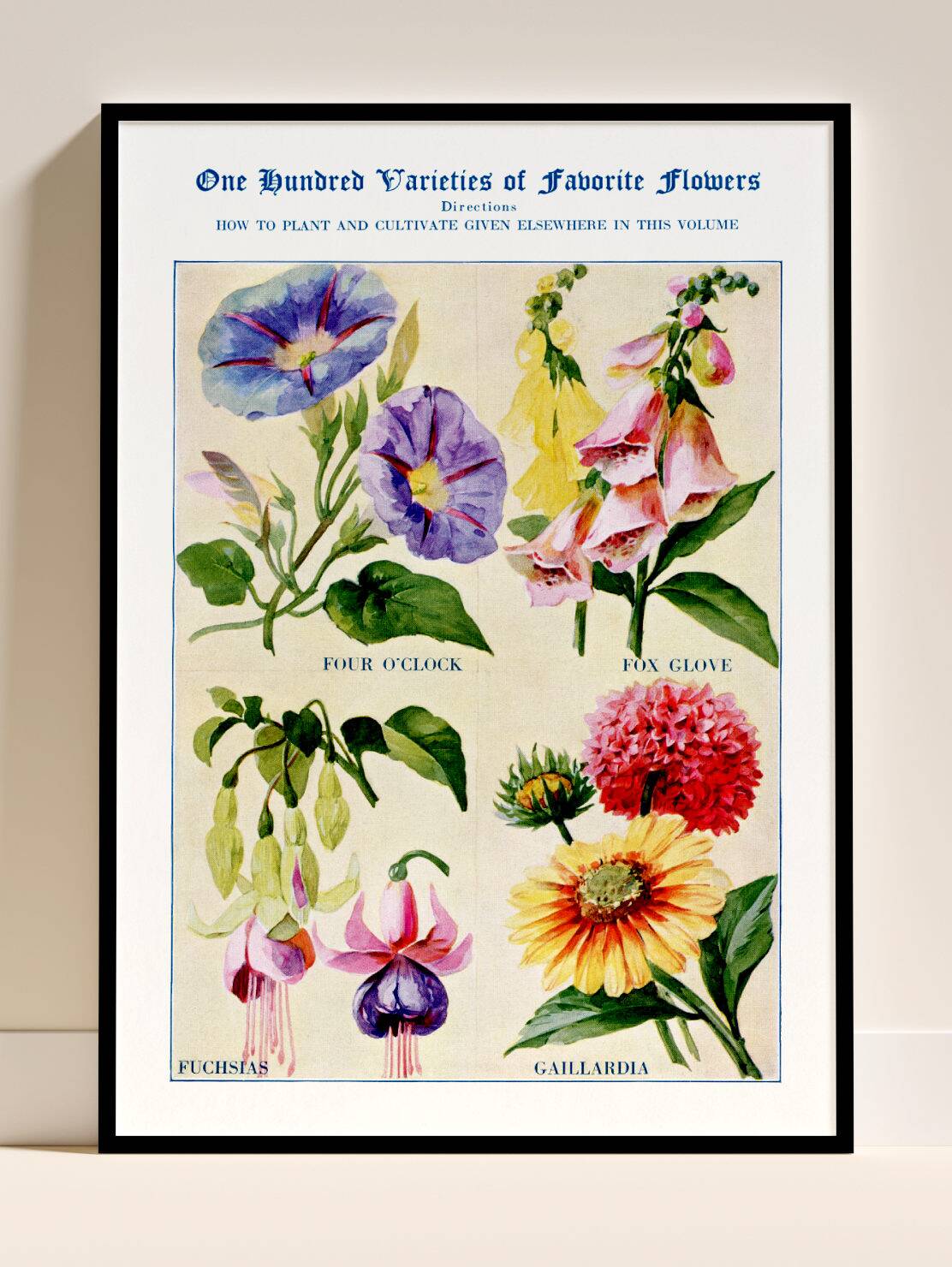 Poster featuring Belle-de-nuit, Digitale, Fuchsia and Gaillarde