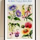 Poster featuring Belle-de-nuit, Digitale, Fuchsia and Gaillarde