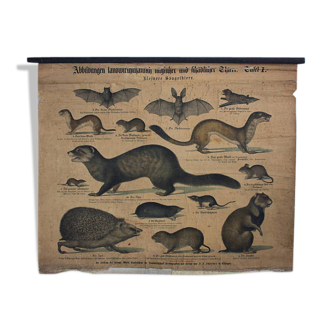 Displays "Useful and harmful animals" Offsetdruck von j. F. Schreiber, Professor burst. Jäger / Dr. Ernst Hofmann, 1899