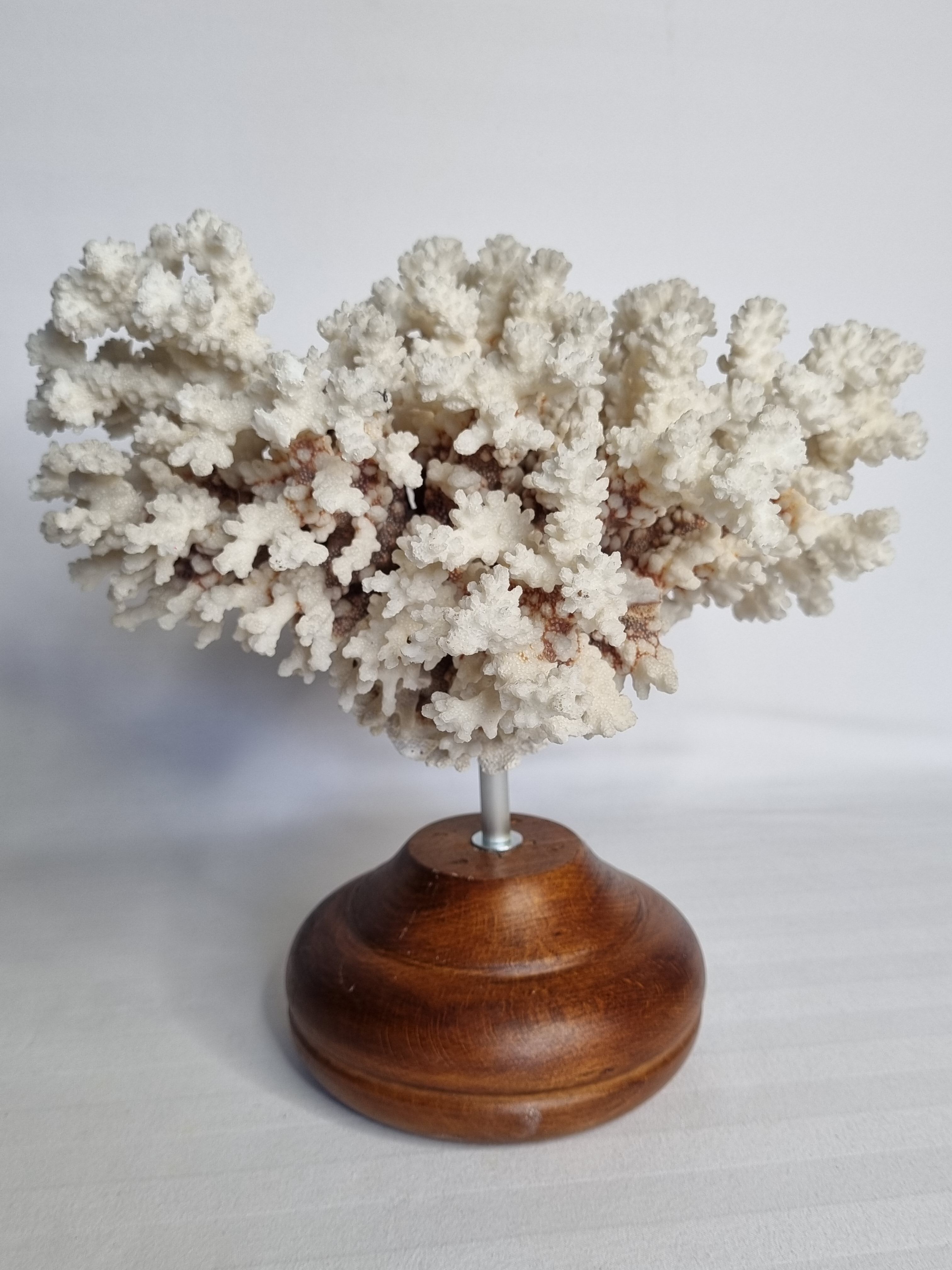 Old white coral in branches on base, 32 cm