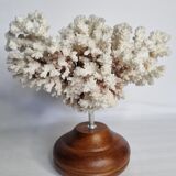 Old white coral in branches on base, 32 cm