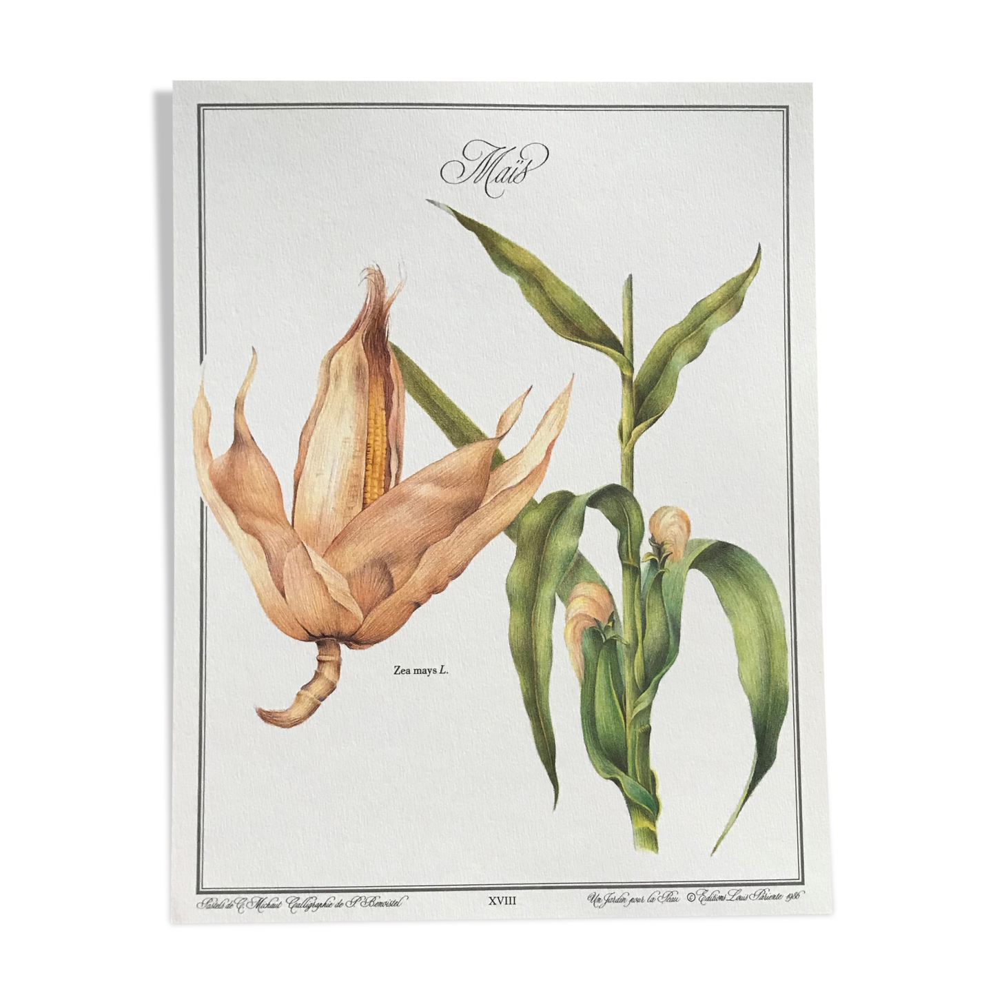Botanical plank the Corn