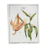 Botanical plank the Corn