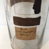 Apothecary jar 1900