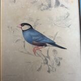 Bird engravings, bird illustration